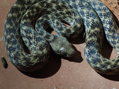 Madagascarophis colubrinus