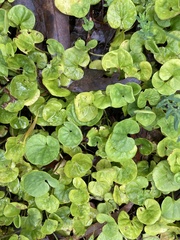 Dichondra repens