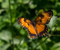 Chlosyne lacinia saundersi
