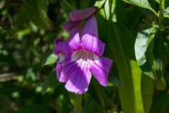 Bignonia callistegioides