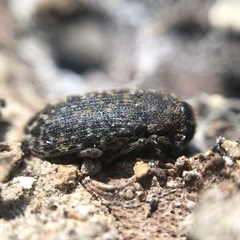 Rhinocyllus conicus