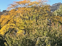 Quercus palustris
