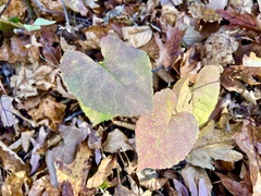 Eurybia