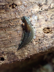 Newzealandia