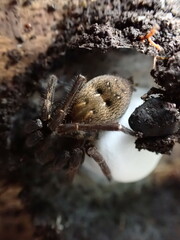 Uliodon