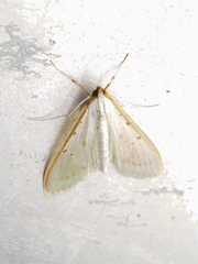 Palpita warrenalis
