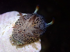 Acanthodoris rhodoceras