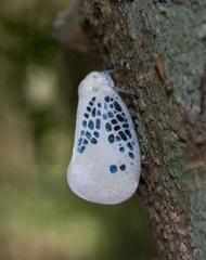 Poekilloptera phalaenoides