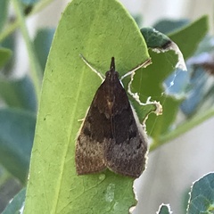 Uresiphita reversalis