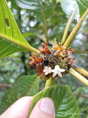 Rubiaceae