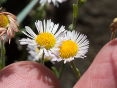 Erigeron tracyi