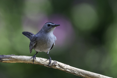 Dumetella carolinensis