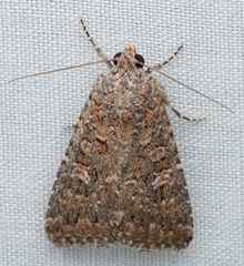 Hypoperigea tonsa