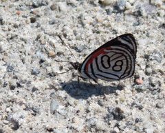 Diaethria candrena
