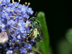 Callistochlora chloris