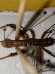 Eutrombidium trigonum