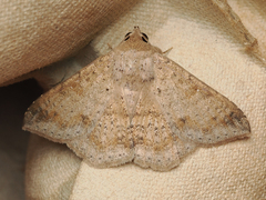 Ericeia subcinerea