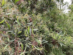 Clematis microphylla