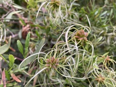 Clematis microphylla