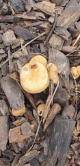Agrocybe putaminum