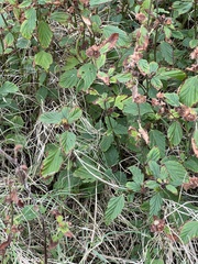 Malvastrum coromandelianum