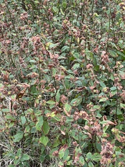 Malvastrum coromandelianum