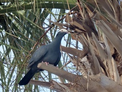 Patagioenas leucocephala