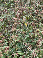 Malvastrum coromandelianum