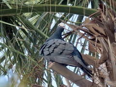 Patagioenas leucocephala