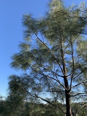 Pinus sabiniana