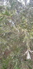 Melaleuca paludicola