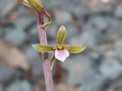 Eulophia graminea