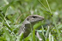 Ameiva