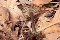 Entoloma ortonii