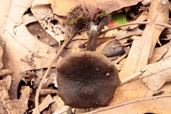 Entoloma ortonii