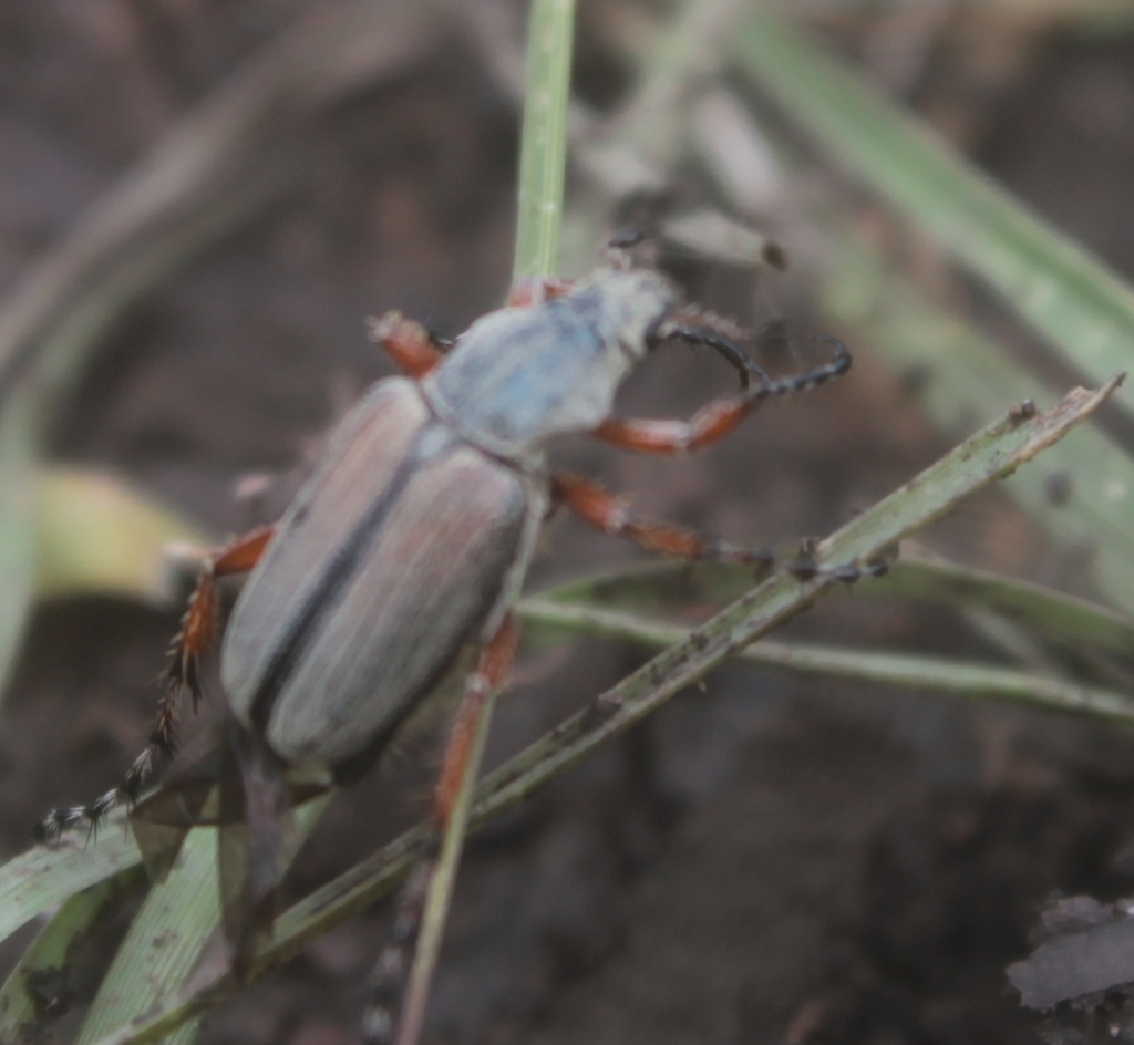 Macrodactylus mexicanus