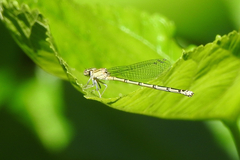 Pseudagrion aureofrons