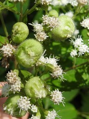 Schizomyia eupatoriflorae