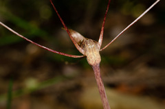 Arachnitis uniflora