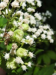 Schizomyia eupatoriflorae