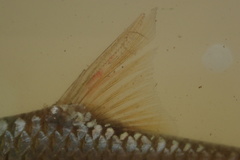 Enteromius afrohamiltoni
