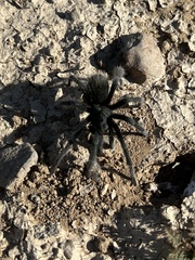 Aphonopelma steindachneri