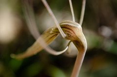 Arachnitis uniflora