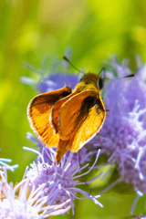 Copaeodes aurantiaca