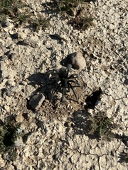 Aphonopelma steindachneri
