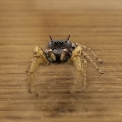 Phidippus arizonensis