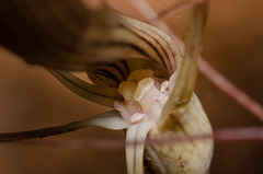 Arachnitis uniflora