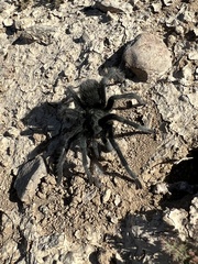 Aphonopelma steindachneri