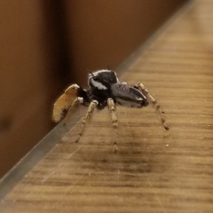 Phidippus arizonensis