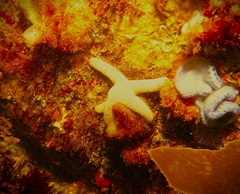 Pseudonepanthia troughtoni